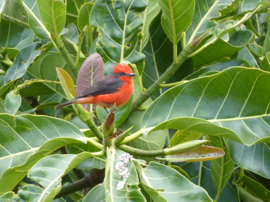 Un rouge-gorge colombien