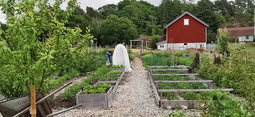 Hur Eden odlingslotter såg ut i slutet av juni