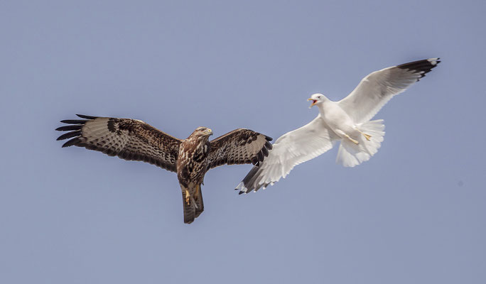 Ormvråk attakerad av havstrut, Foto: Pär Löfvenius