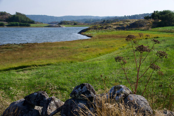 Ängar vid Svarteskär, aug 2019. Foto: Anders Roxfelt