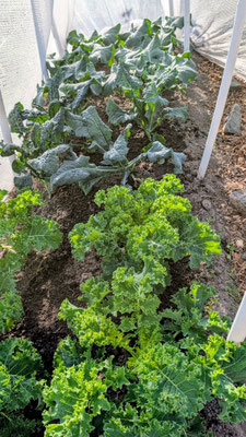 Bild på kålodlingen (grönkål, svartkål,broccoli) under kolfjärilsskyddet