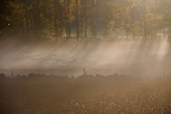 Morgondimma vid Sälta, okt 2019. Foto: Anders Roxfelt