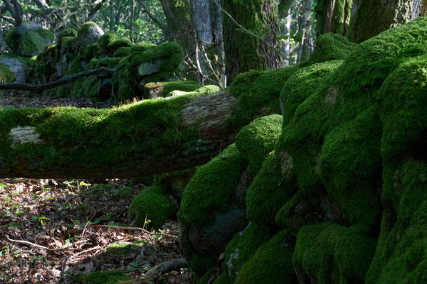 Stenmur på Råholmen, aug 2019. Foto: Anders Roxfelt