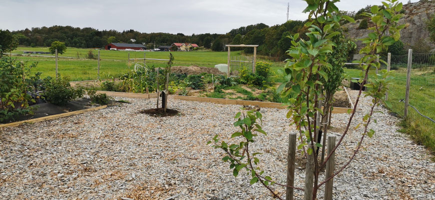 Fruktträdgården där vi fått plantera om två träd. 