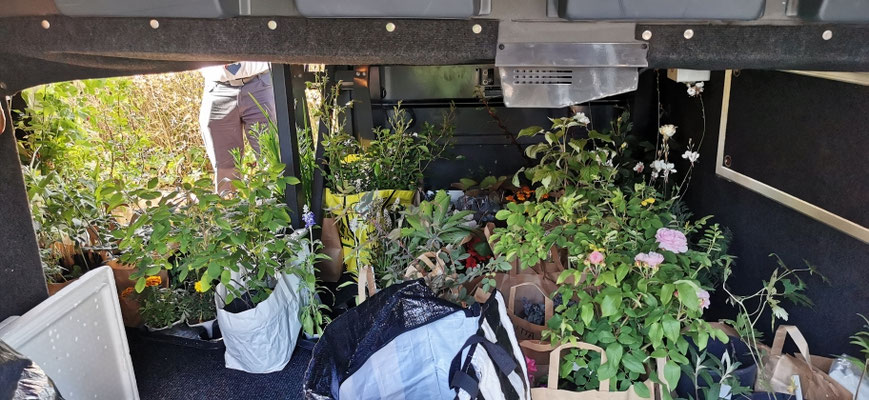 Bussens bagagerum var fyllt till bristningsgränsen med plantor