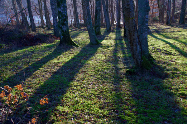 Malön, vid Dyfvermanstorpet, jan 2020. Foto: Anders Roxfelt