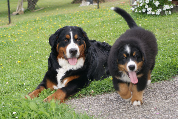 Summers bernese mountain dogs on sale