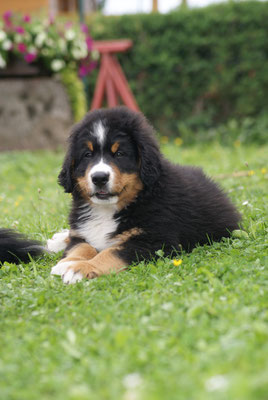 Summers bernese sales mountain dogs