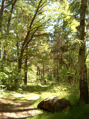 Schöner Mischwald am Kleinen Glasowsee