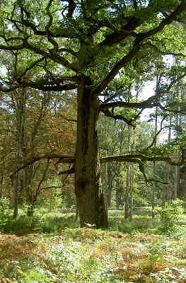 Eine Hute-Eiche (bei Hubertusstock), Gegend: Eichheide am Werbellinsee