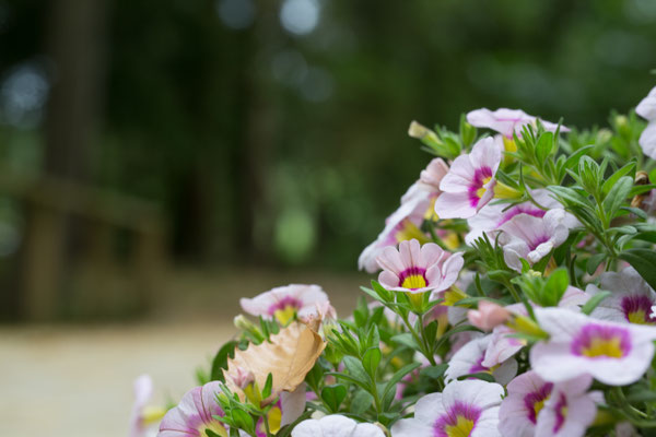 Festival Wedding Flowers