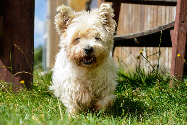 Vini, unser Hofhund, hat sich unter die Wattis gemischt