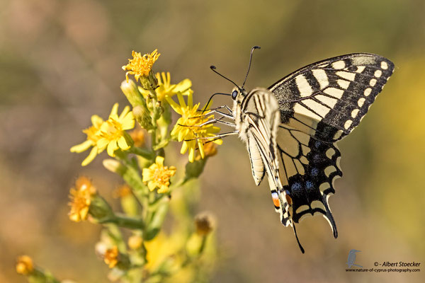 Papilio machano giganteus - Schwalbenschwanz, , Cyprus, Mandria Beach, Oktober 2016, EOS 7D2, EF100-400 II, Freihand