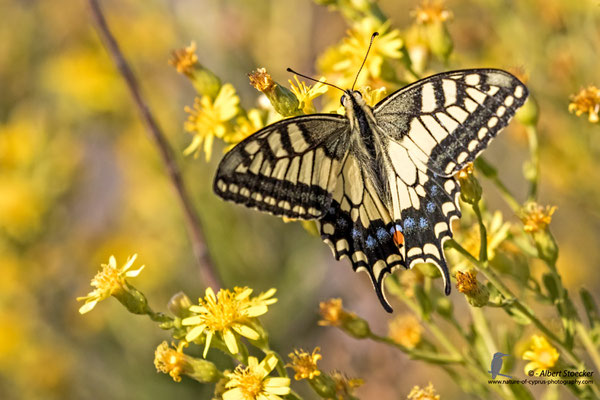 Papilio machano giganteus - Schwalbenschwanz, , Cyprus, Mandria Beach, Oktober 2016, EOS 7D2, EF100-400 II, Freihand