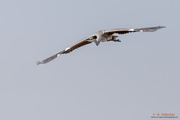 Graureiher - Grey Heron, Cyprus, Akrotiri - Zakaki Pool, 02. Dezember 2017