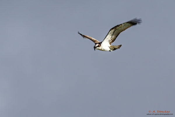 Fischadler - Osprey, Cyprus, Achna Dam, 21.November 2017