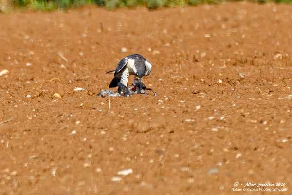 Wanderfalke, Peregrine Falcon, Falco peregrinus, Cyprus, Mandria Fields, Canon 5D Mk2 + EF 600mm f4 L IS, November 2011