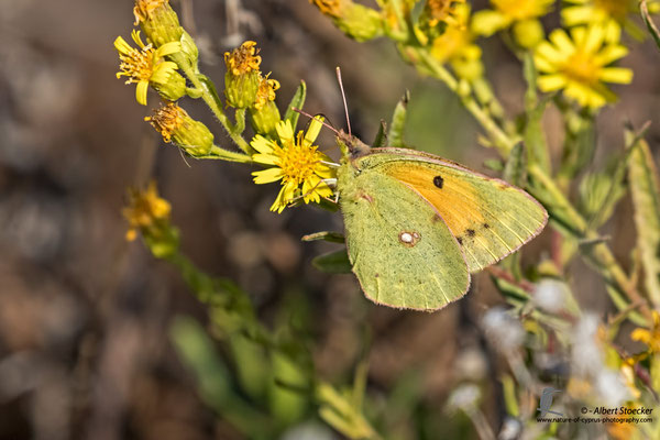 Colias croceus - pale clouded yellow - Goldene Acht, Cyprus, Mandria Beach, Oktober 2016, EOS 7D2, EF100-400 II, Freihand