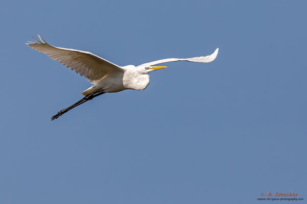 Silberreiher, Great Egret, Cyprus, Akrotiri - Zakaki Pool, 02. Dezember 2017