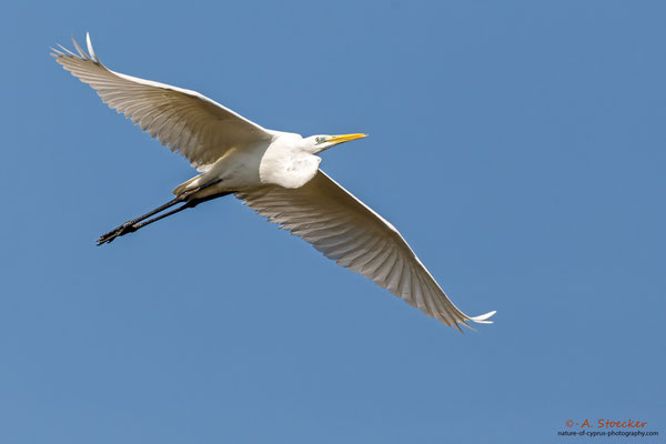 Silberreiher, Great Egret, Cyprus, Akrotiri - Zakaki Pool, 02. Dezember 2017