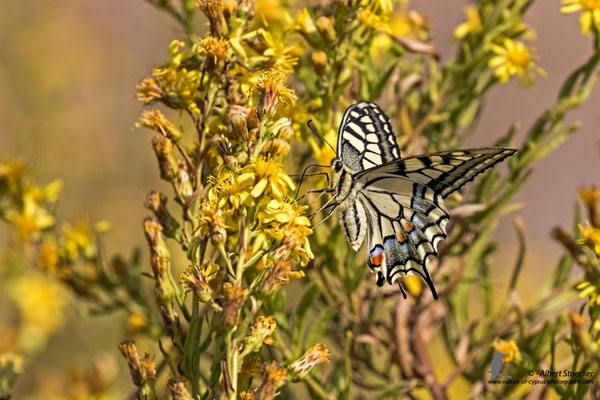 Papilio machano giganteus - Schwalbenschwanz, , Cyprus, Mandria Beach, Oktober 2016, EOS 7D2, EF100-400 II, Freihand