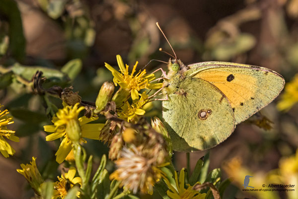 Colias croceus - pale clouded yellow - Goldene Acht, Cyprus, Mandria Beach, Oktober 2016, EOS 7D2, EF100-400 II, Freihand