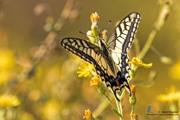 Papilio machano giganteus - Schwalbenschwanz, , Cyprus, Mandria Beach, Oktober 2016, EOS 7D2, EF100-400 II, Freihand