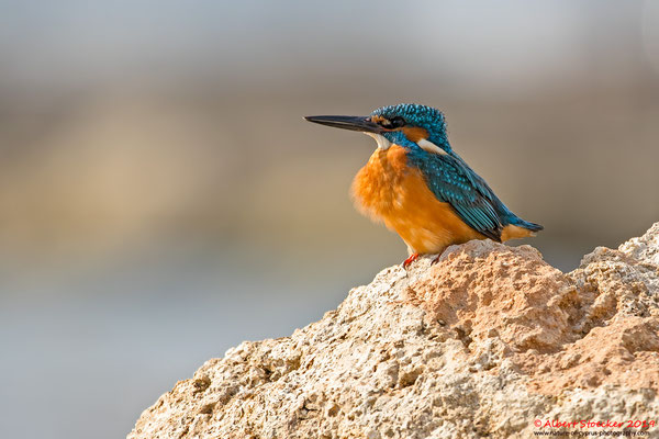 Eisvogel, Common Kingfisher, Alcedo atthis, Cyprus, Paphos - Kefalos Beach, April 2019