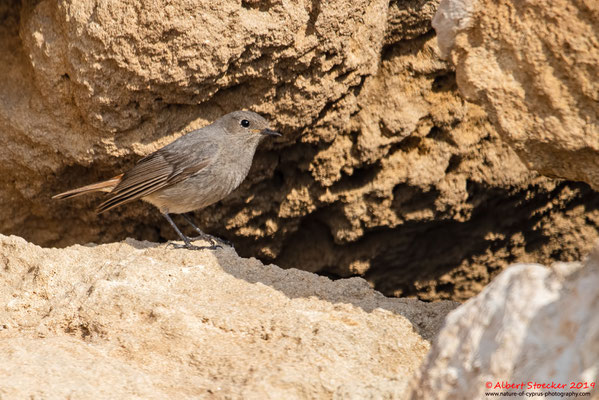 Hausrotschwanz, Black Redstart, Phoenicurus ochruros, Cyprus, Paphos - Kefalos Beach, April 2019