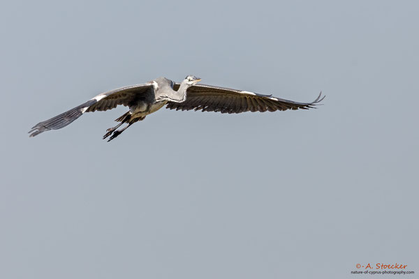 Graureiher - Grey Heron, Cyprus, Akrotiri - Zakaki Pool, 02. Dezember 2017