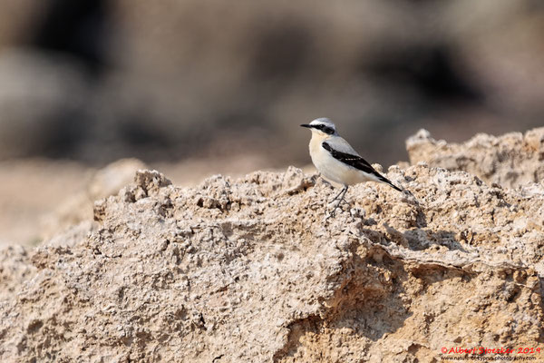 Kaputzen-Schnäpper, hooded Wheatear, Oenanthe monacha, Cyprus, Paphos - Kefalos Beach, April 2019