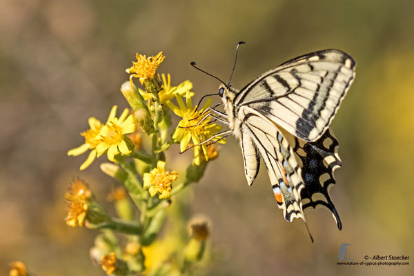 Papilio machano giganteus - Schwalbenschwanz, , Cyprus, Mandria Beach, Oktober 2016, EOS 7D2, EF100-400 II, Freihand