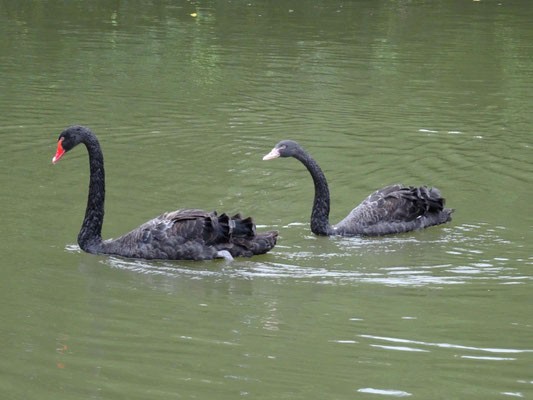 Schwarze Schwäne im Keyuan-Garten.