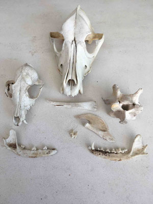 Sortation in matters of bones and skulls