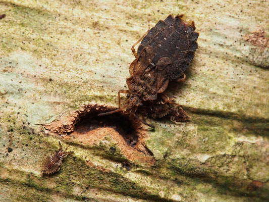 フタガタヒラタカメムシ　材に口針を刺し吸汁中。周りに写っているのは幼虫。2019年8月、栃木県。