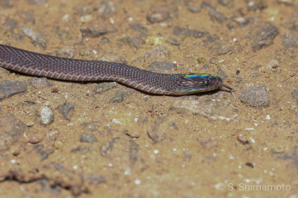 タカチホヘビ　生まれて間もない幼蛇であった。虹色の光沢が美麗。2019年7月、神奈川県。
