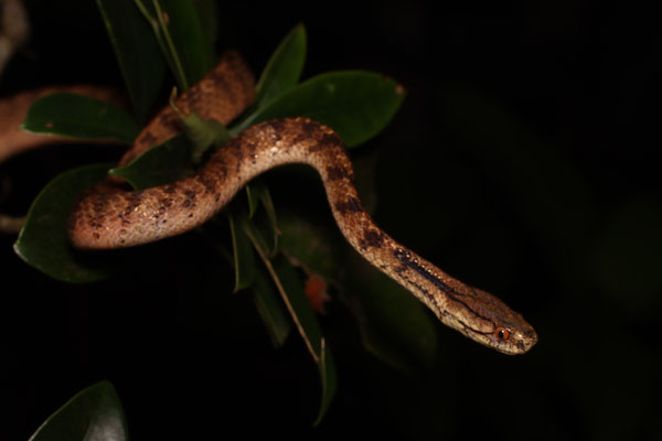 イワサキセダカヘビ　カタツムリを食べる稀種である。2019年3月、石垣島。