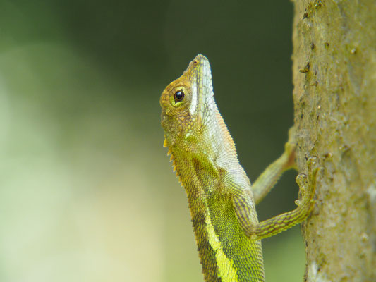 サキシマキノボリトカゲ　緑色の強めな個体。2019年3月、西表島。