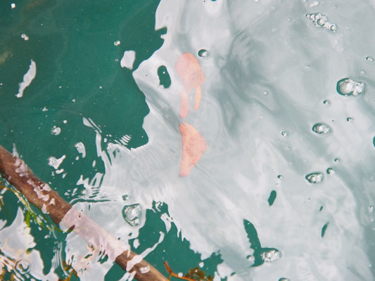 ナンヨウツバメウオ（幼魚） 漁港の片隅の流れ藻に寄り添っていた。枯れ葉のように漂う。2020年9月、石垣島。