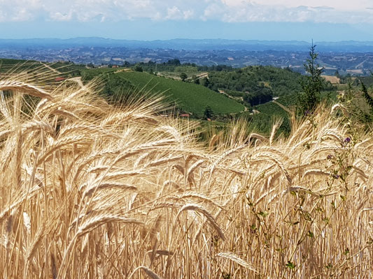 Blick durch reife Kornfelder