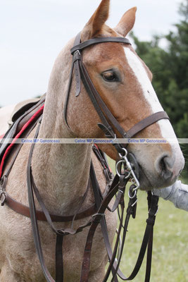Polo Sport Argentina Photo420