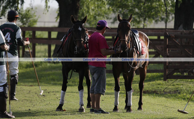 Polo Sport Argentina Photo372