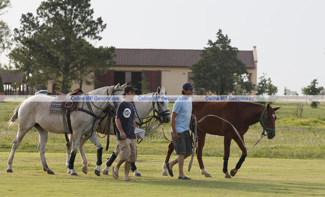 Polo Sport Argentina Photo387