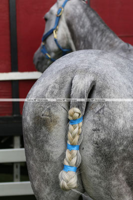 Polo Sport England Photo553