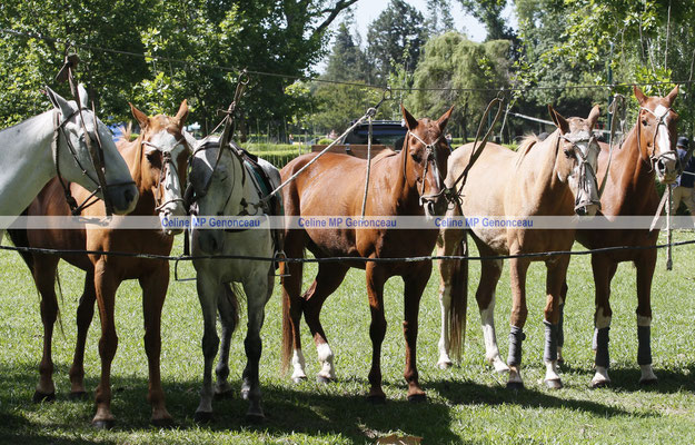 Polo Sport Argentina Photo452