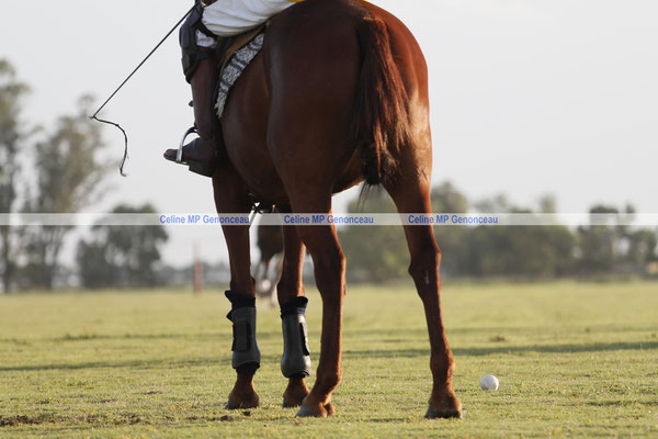Polo Sport Argentina Photo397