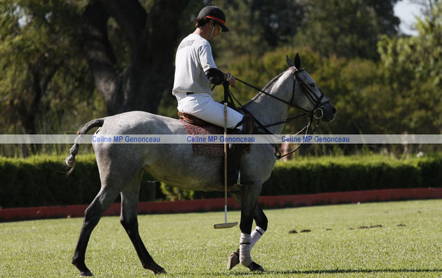 Polo Sport Argentina Photo487