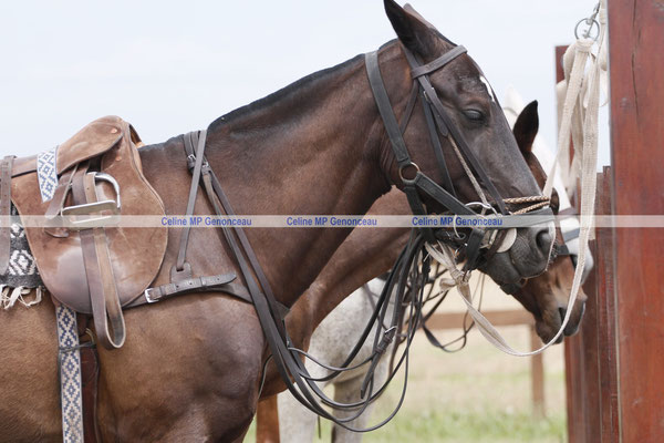 Polo Sport Argentina Photo409