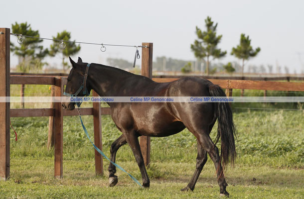 Polo Sport Argentina Photo388