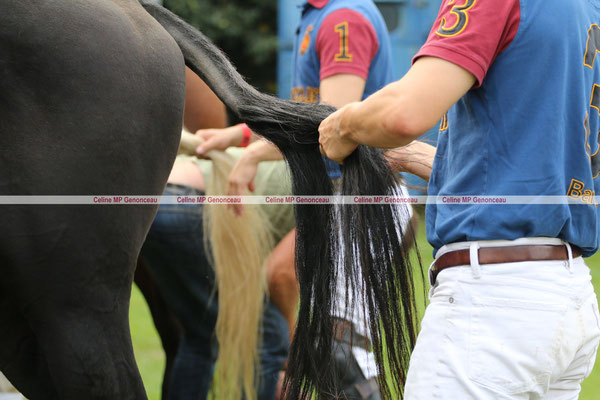 Polo Sport England Photo354
